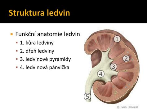 Infografika: Struktura a funkce ledvin kočky