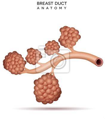 Infografika: anatomie prsou a postupy modelace