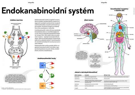 Infografika: Podpůrný systém v AmirDula Akademii