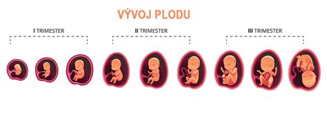 Infografika: vývoj plodu ve 39. týdnu a typické rozměry