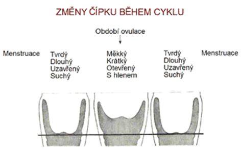 Infografika: Děložní čípek a jeho změny během těhotenství
