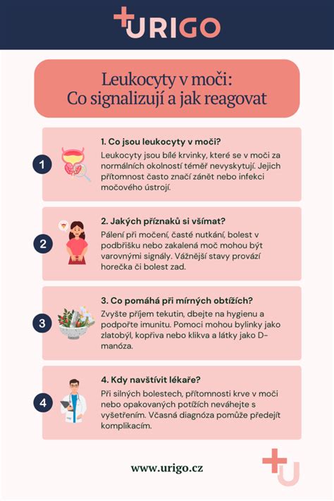 Infografika: Detekce LH v moči a nejplodnější dny