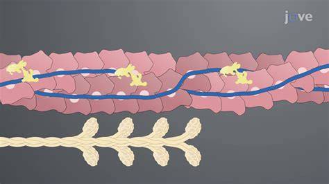 Ilustrace sarkomery a mechanismu vazby aktin-myosin