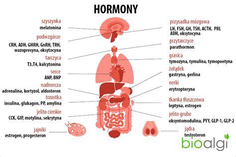 Infografika: Hormony během těhotenství a jejich vliv na trávení, krevní tlak a cyklus
