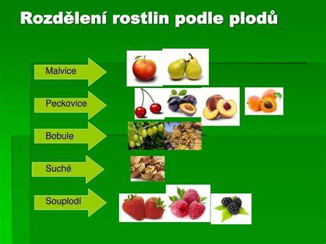 Infografika: Rozdělení plodů podle oplodí a mechanismů šíření