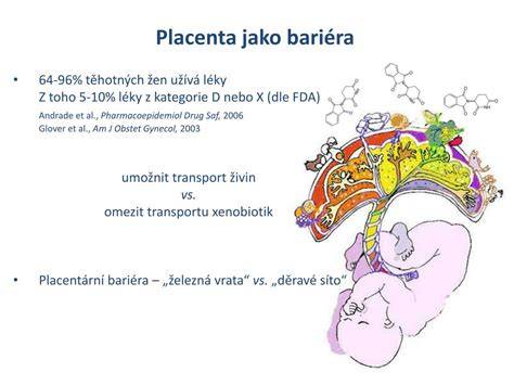 Infografika: Přední placenta a její vliv na pohyby plodu