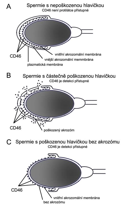 Schéma: cestu spermie od tvorby po oplodnění