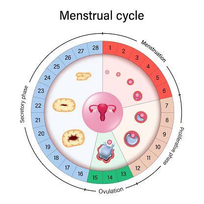 ilustrace menstruačního cyklu a okna plodnosti