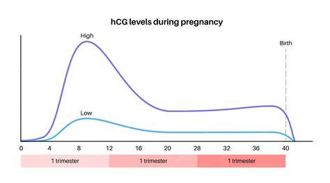 Infografika: Dynamika hCG během těhotenství