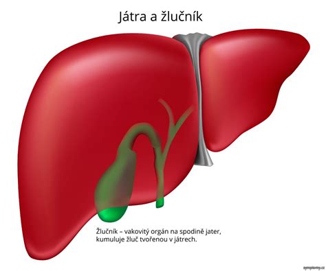 Infografika: Jak funguje žlučník a vznik kamenů