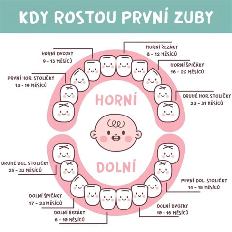 Infografika: Jak prořezávání zubů probíhá a kdy očekávat první zuby