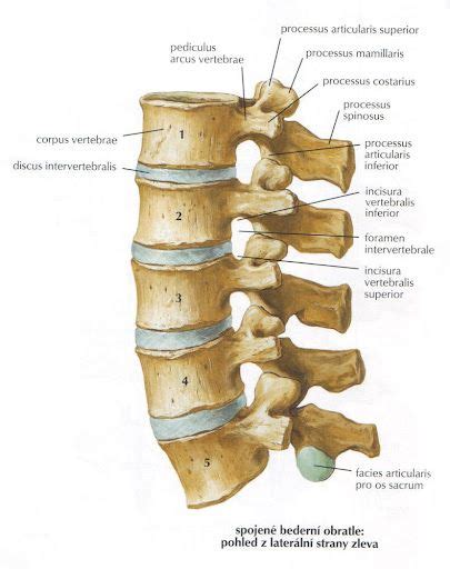 anatomie bederní páteře a děložního čípku