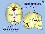 Fontanely a jejich umístění na lebce dítěte
