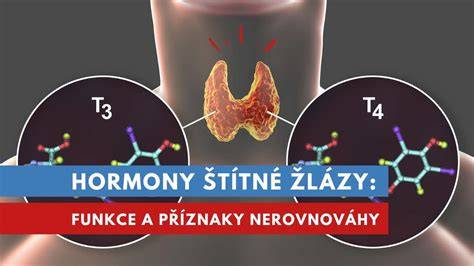 Infografika: Hormony štítné žlázy a jejich vliv na plodnost