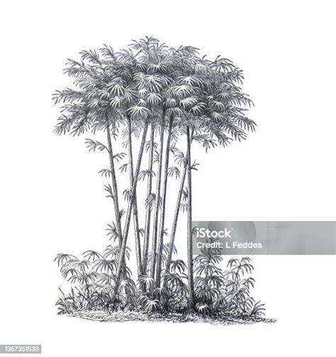 Barevná ilustrace bambusových plen a jejich vrstvení