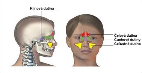 Schéma obnovy dutiny děložní po potratu