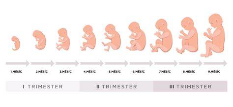 Infografika: Vývoj embrya a hlavní milníky prvních týdnů těhotenství