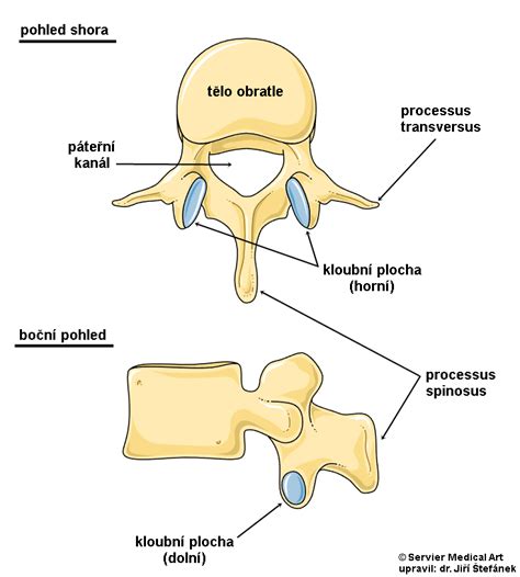 Schéma anatomie typického dolního příčného řezu a postupu operace