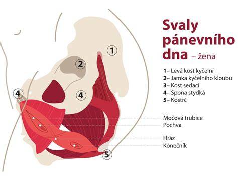 Infografika: anatomie svalů pánevního dna a jejich vrstvy