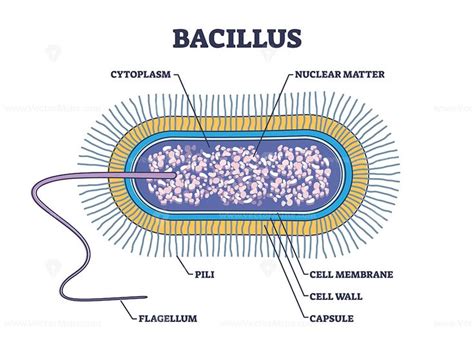 Schéma cyklu produkce toxinu Bacillus cereus a jeho vliv na lidský organismus