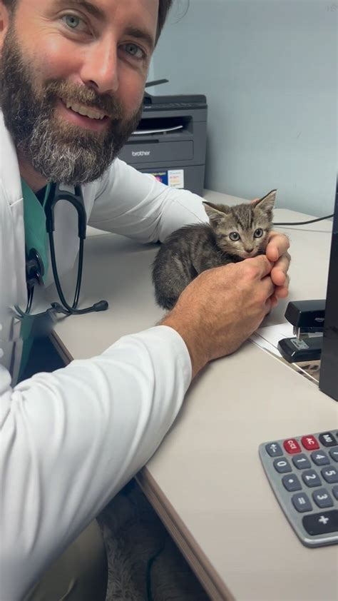 veterinář kontrolující kotě