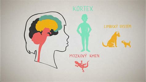 Ilustrace vlivu mléčného tuku na vývoj mozku dítěte