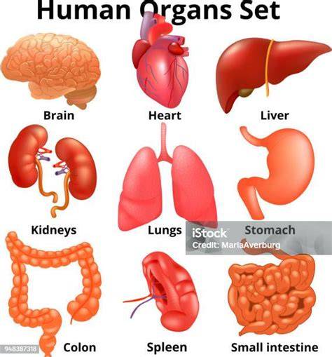 Obrázek ilustrující anatomii pánve a porodního kanálu