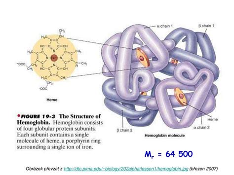 Infografika: Struktura molekuly hemoglobinu a jeho čtyři polypeptidové řetězce