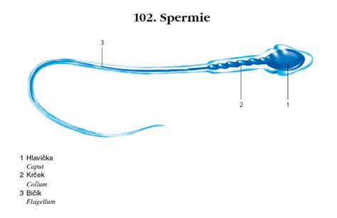 Obr. - anatomie a struktur spermií