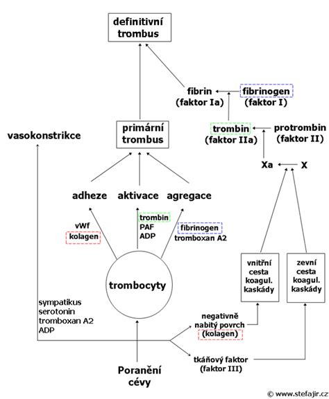 Schema koagulace krve