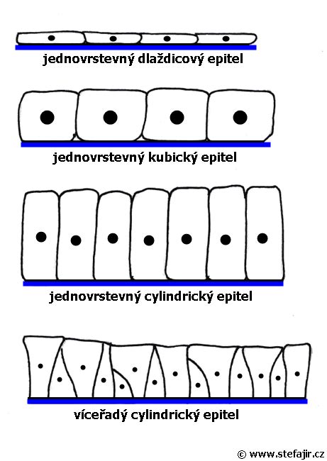 Epitely a jejich vrstvy