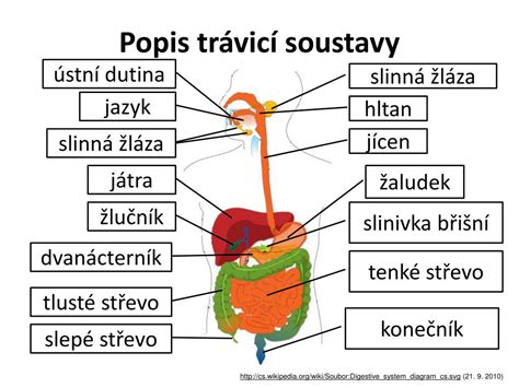 Schéma trávicí soustavy dítěte: žaludek, tenké a tlusté střevo, plus břišní masáž