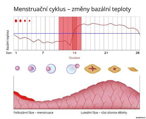 Infografika: Bazální teplota a fáze cyklu