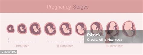 infografika zobrazující růst dělohy během těhotenství