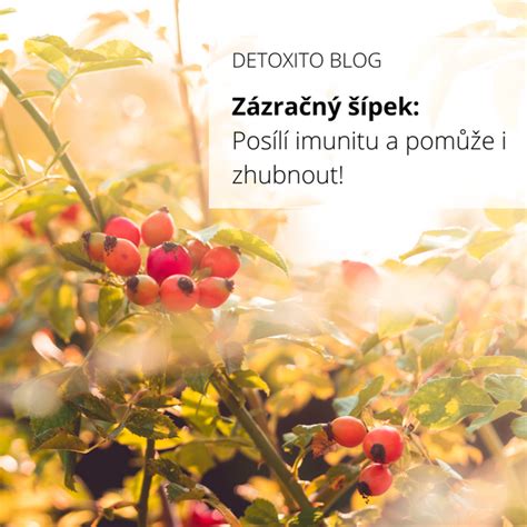 Infografika: výhody Zirben pilin a jejich účinky na spánek a imunitu
