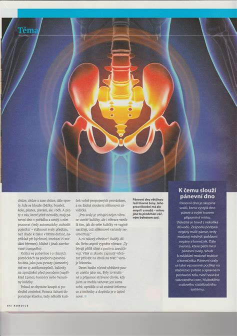 anatomické zobrazení pánevního dna