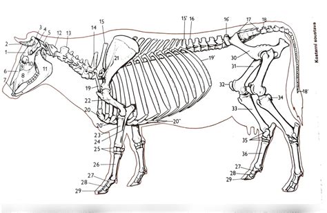 schéma porodních fází u skotu