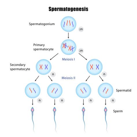 schéma procesu spermatogeneze s vyznačením mitózy a meiózy