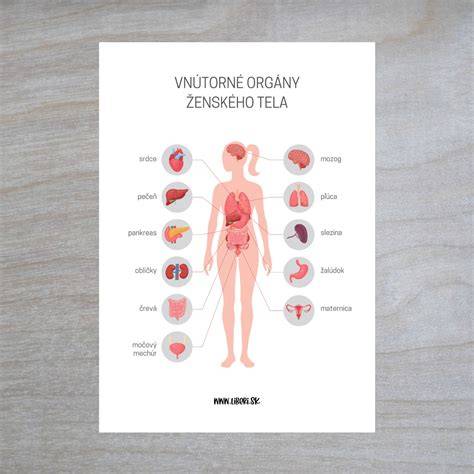 Infografika: Morčecí anatomie a rizikové oblasti na těle
