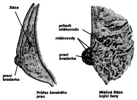 schematické znázornění ženské prsní žlázy s popisem jednotlivých částí