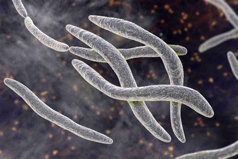 mikroskopický snímek Fusobacterium nucleatum