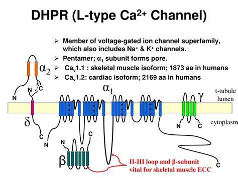 DHPR (L-typ Ca2+ kanál) v membráně T-tubulu - detail interakce s RyR