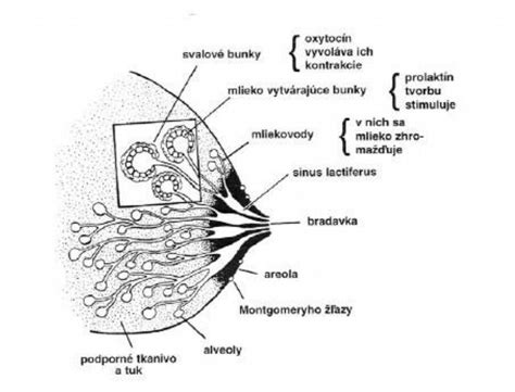 Schéma anatomie ženského prsu a procesu kojení