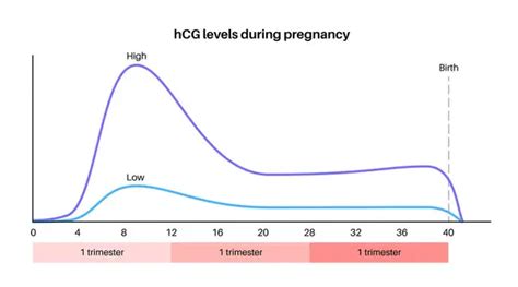 Schéma znázorňující vývoj těhotenství a produkci hCG.