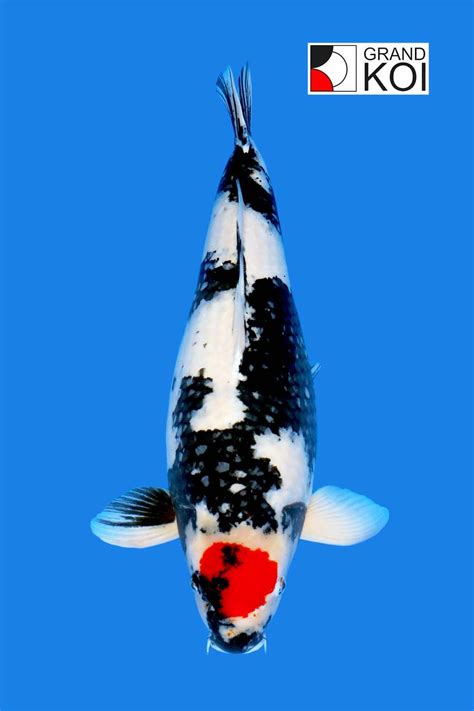 barevné varianty KOI kaprů - Kohaku, Showa, Sanke, Goshiki, Tancho
