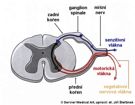 schéma nervových zakončení v oblasti genitálií