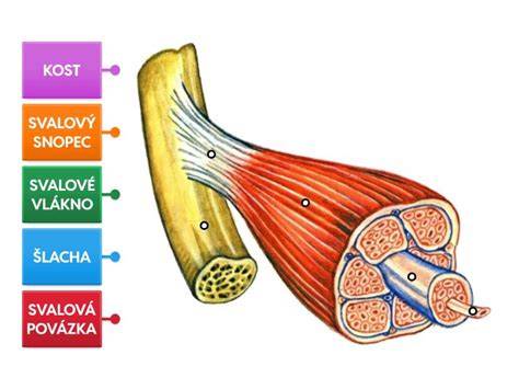 Diagram deltového svalu a přehled míst podání vakcín