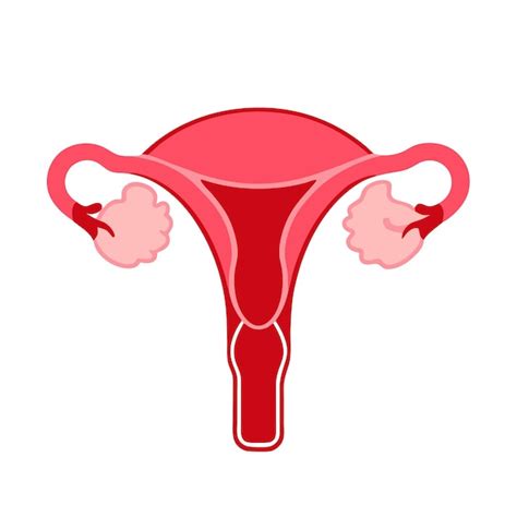 Schéma ženského reprodukčního systému s vyznačenými vaječníky a dělohou