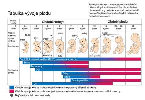 Infografika: Průběh gestačního věku a období těhotenství