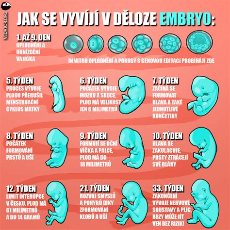 graf s vysvětlením vývoje embrya a možných rizikových období v prvním trimestru